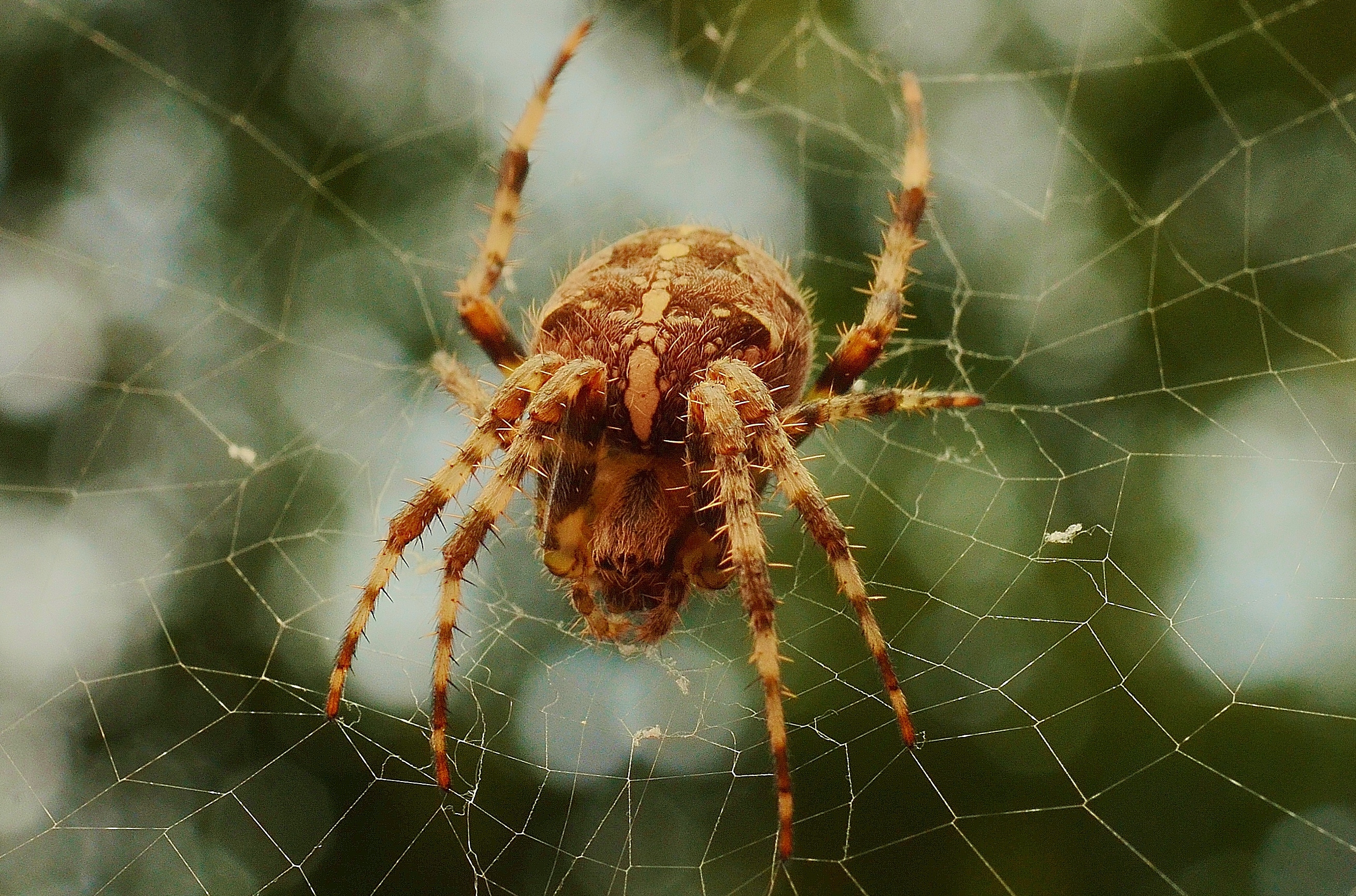 Blog  What Are Orb Weaver Spiders?