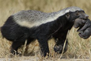 A Honeybadger carrying its young in its mouth